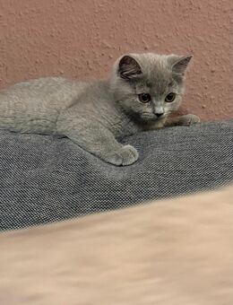 BKH verspielter Kater - Düren