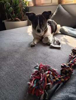 Süße kleine Hundedame - Bruchsal