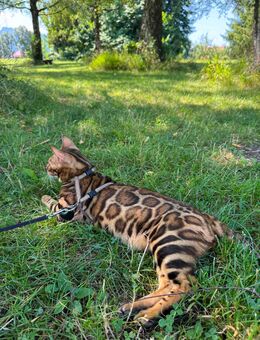Exklusive Bengal Kitten mit TICA Stammbaum - Bad Reichenhall
