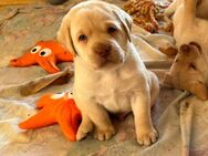 2 Labrador Retriever Welpen suchen noch ein Zuhause - Wulfsen