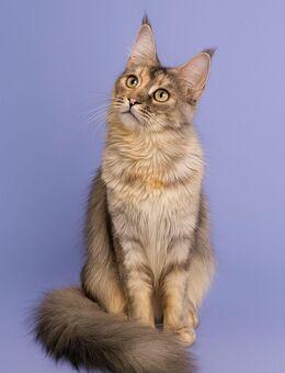 Maine Coon Katze - Binnen