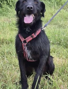 Schußopfer Blacky sucht sein Happy End - Bissingen
