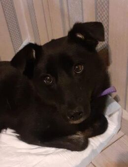 Martha❤️derzeit in 56291 Hausbay - Rott (Inn)