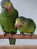 Blauflügelsittiche Brotogeris cyanoptera in 17349