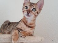 Bengal Kater - Limbach-Oberfrohna
