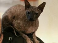 Traumplatz gesucht für Sherine ~ Don Sphynx - Plankenfels