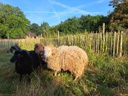 Bock Bocklamm Quessant - Wildeshausen