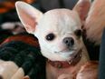 Reinrassige Chihuahua junghündin in der Farbe Creme in 23879
