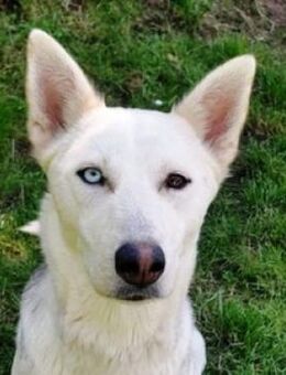 Hundedame FREYA wurde ausgesetzt - Gefrees