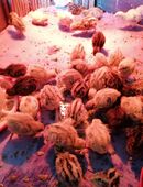 Wachtelküken in 86473