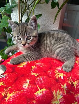 Baby Katzen suchen ein Zuhause - Aachen