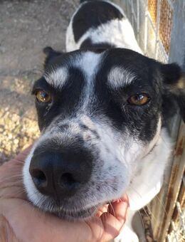 Livio möchte ein zu Hause - Wedel