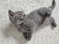 Wundervolle BKH Kitten in liebevolles zuhause abzugeben - Nußloch