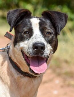 Saimon möchte gerne die Welt entdecken - Laatzen