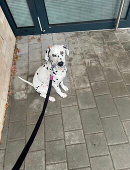 Dalmatiner - Crailsheim