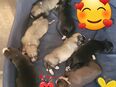 Hundewelben in 45145