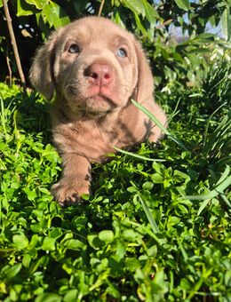 Labrador Welpen (silber ) vom Züchter mit Papieren - Erlau