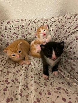 Kitten - Morsbach