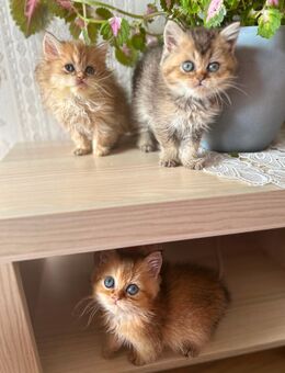 Süße Katze - Hannover Buchholz-Kleefeld