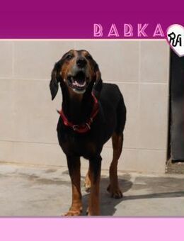 💜 BABKA 💜 - BEKOMME ICH EINE CHANCE? - Alfeld (Leine)