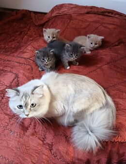 BLH Edelmix Kitten - Lichtenau (Sachsen)