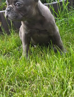 Wunderschönes und seltenes französische Bulldogge, männlich - Pyrbaum