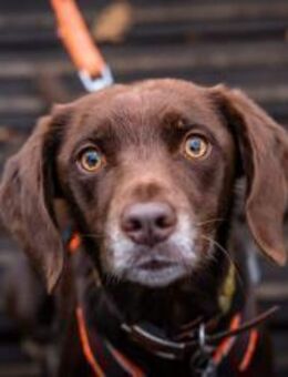 Mira - ist freiheitsliebend - Löwenberger Land