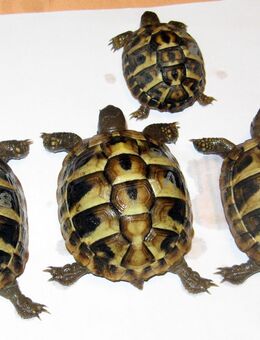 Griechische Landschildkröten, testudo hermanni boettgeri - Fürth