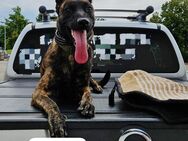 X-Herder (aka malinois , belgischer schäferhund) welpen - Zörbig Quetzdölsdorf