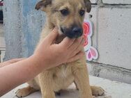 🐾Neugieriger Welpe Rex💛 - Eislingen (Fils)
