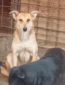 Foxy wartet auf ihre Menschen - Langenhagen