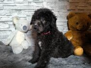 Aussiedoodle Welpen - Langenbach (Rheinland-Pfalz)