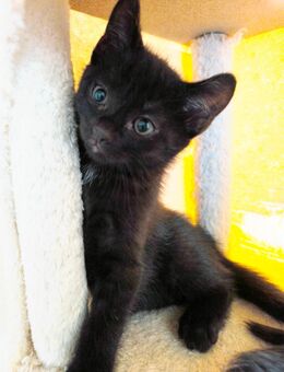 Katzen Kitten Katzenbaby´s tricolor / schwarz - Wallscheid