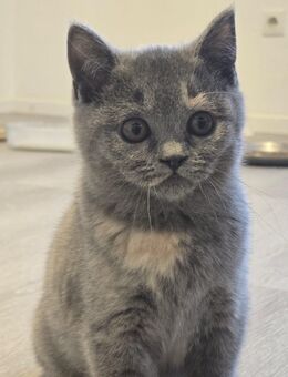 BKH Katzen Babys Kitten - Taunusstein Zentrum