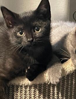 Kleiner BKH Mix Kater sucht neues liebevolles Zuhause - Barßel