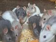 junge bunte Farbratten Ratte Ratten Huskyratten verschiedenfarbige in 01844