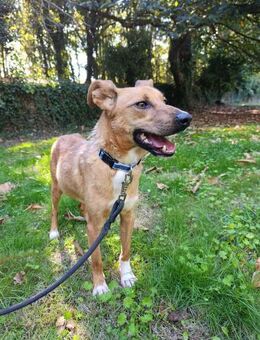 Treuer Canelo sucht ein Zuhause - Berlin