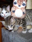 12 Wochen alte Mischlingskatzen, in 82194