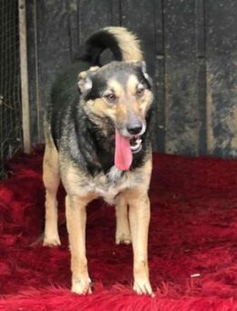 Zuwendungsbedürftige freundliche KIRA ♥️ - München