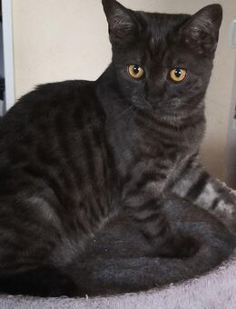 Bengalkatze, black melanistic (Bengal-BKH Mix) - Stuhr