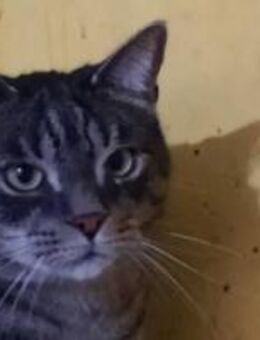 Pflegeleichter Kater Alfred - München
