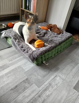 Hund abzugeben - Berlin Neukölln