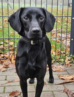 Charles, charmant und lebensfroh - Linden (Hessen)