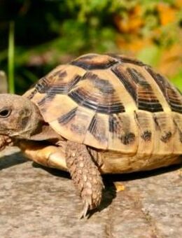 Griechische Landschildkröten, verschiedene Jahrgänge - Bürstadt