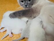 Britisch Kurzhaar Kitten - Kakenstorf