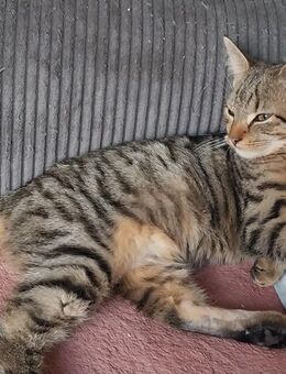 Kitten 3 Monate - Duisburg