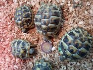 Verkauf Schildkröten - Karlsfeld