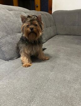 Yorkshire Terrier - Rostock