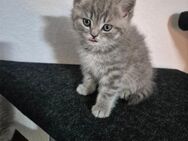 BKH Kitten - Lüdenscheid Zentrum