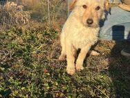 💜Berci 💜1-jähriger Mischling - Kassel